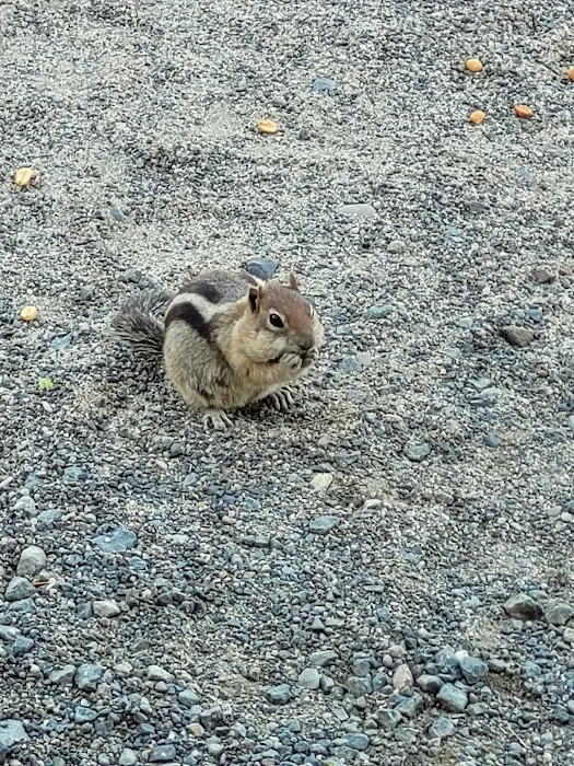 Spring Recreation Site Picture 6