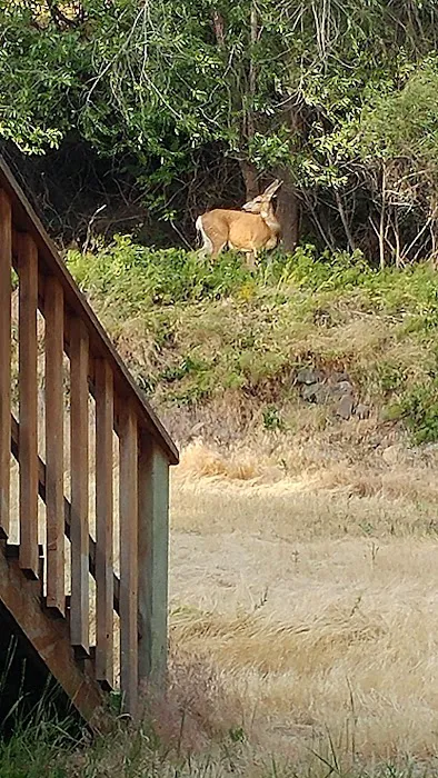 Lost Dutchmans Campground Picture 3