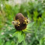 Boulder Park Campground