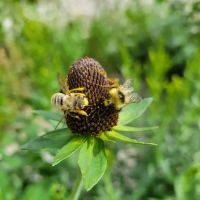 Boulder Park Campground ico