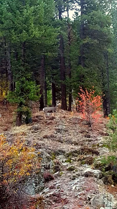 Rattlesnake Campground Picture 8