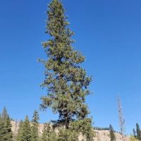 Willow Creek Campground ico