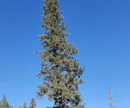 Willow Creek Campground