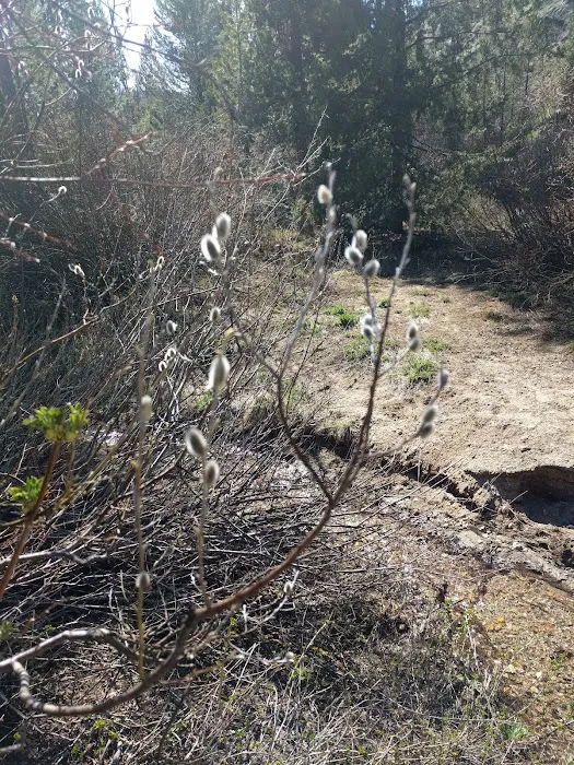 Willow Creek Campground Picture 7