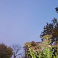 Pondarosa Community ico