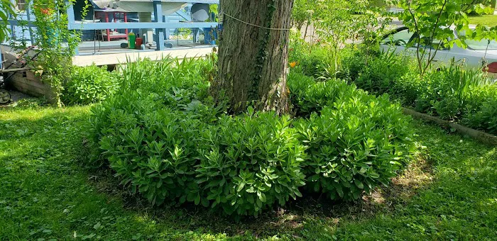 Pondarosa Community Picture 4