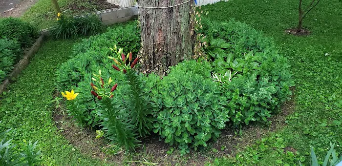 Pondarosa Community Picture 5