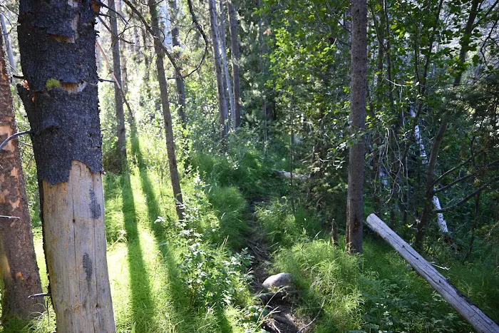 Sunny Gulch Campground Picture 4