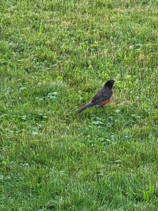 Carriage Manor Place LLC Picture 3