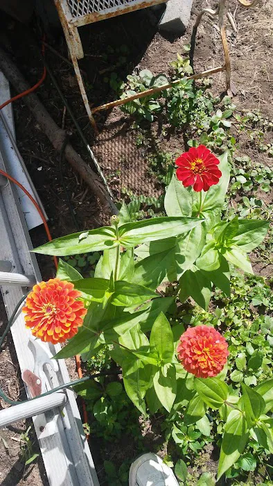 Twin Pines Mobile Home Community Picture 10