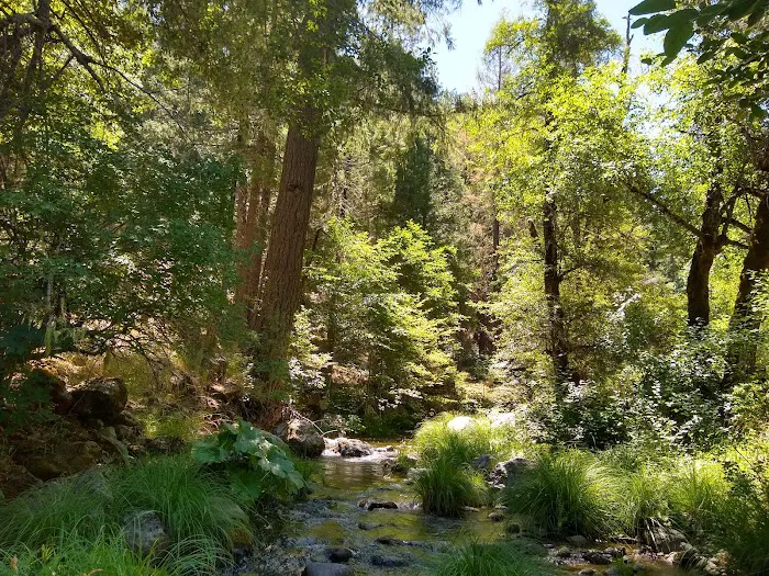 Deerlick Springs National Forest Campground Picture 3