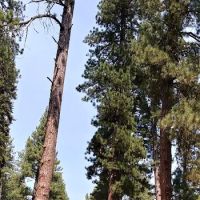 Butte Lake Stock Corral ico