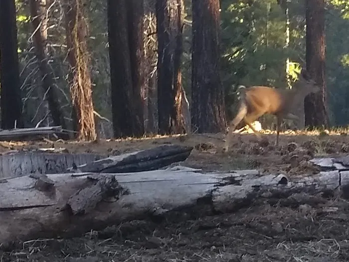 Butte Lake Stock Corral Picture 3