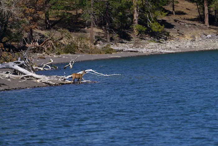 Butte Lake Campground Picture 7