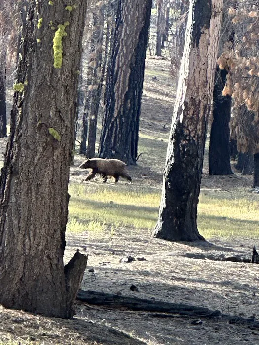 Butte Lake Campground Picture 9