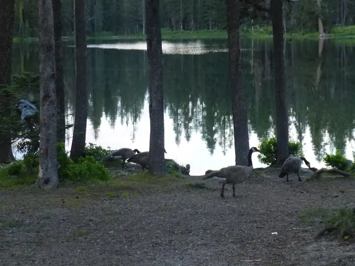 Summit Lake North Campground Picture 7