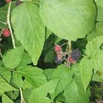 Park Place Community & Sales