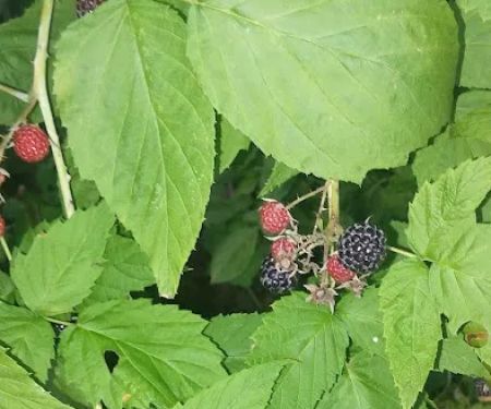 Park Place Community & Sales