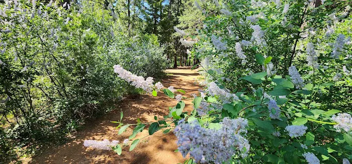 Living Springs RV and Cabins Resort / Mt. Lassen Picture 10