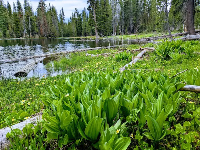 Summit Lake Campground Picture 10