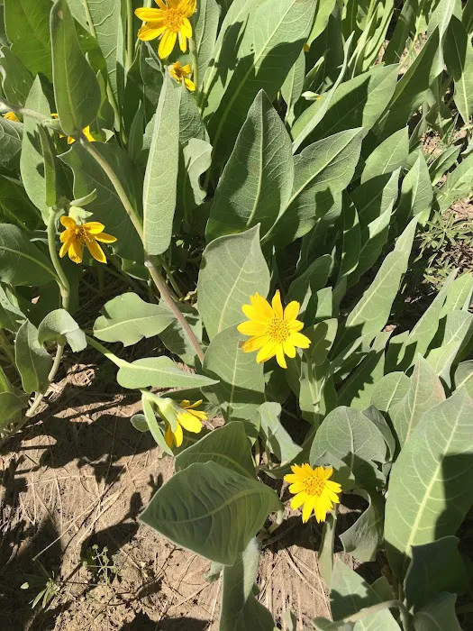 Southwest Walk-In Campground Picture 2