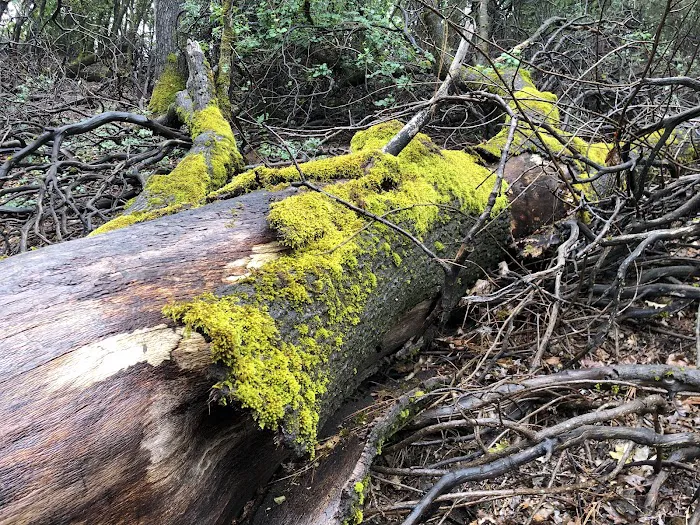 Slaughterhouse Island Campground Picture 7