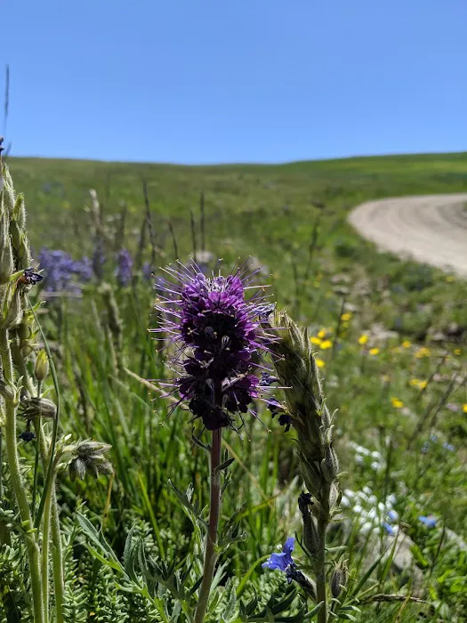 Clover Meadows Dispersed Camping and Picnic Area Picture 3