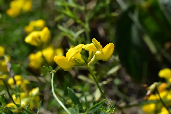 Allendale Meadows Picture 6