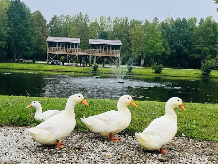 Sheltowee RV Park & Cabins Picture 6