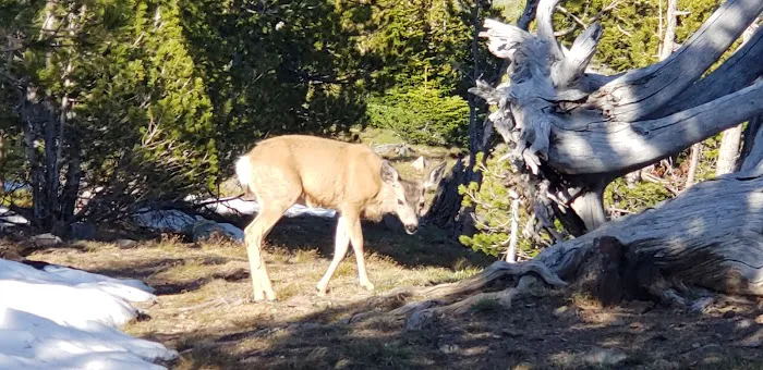 Ice Lake Campsite Picture 3