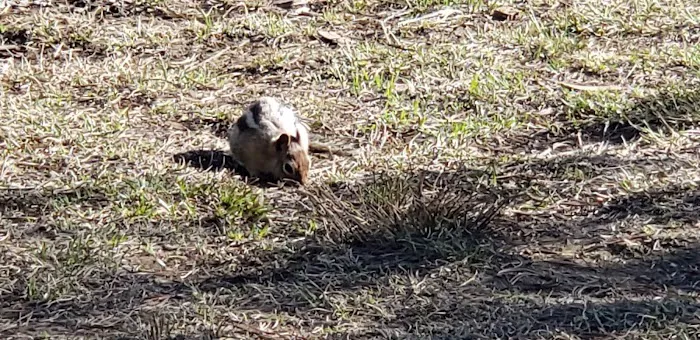 Ice Lake Campsite Picture 6