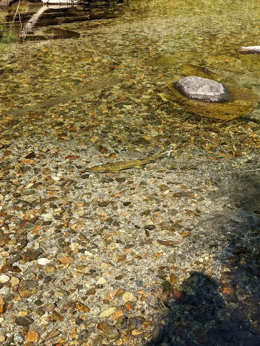 Turkey Flat Forest Camp Picture 4