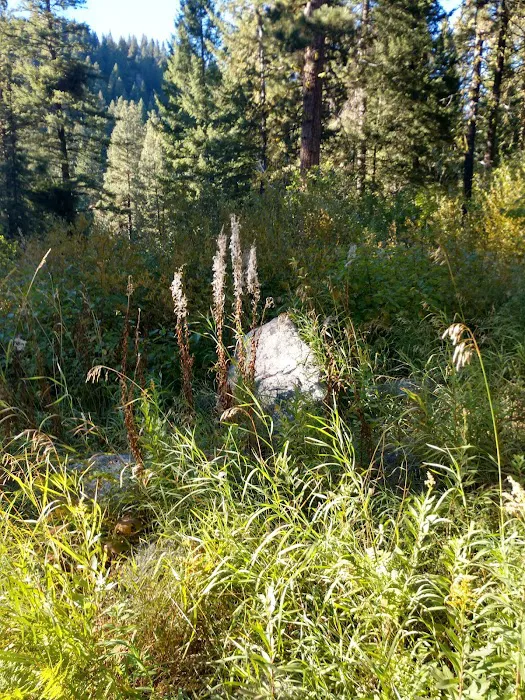 Hayfork Group Campground Picture 2