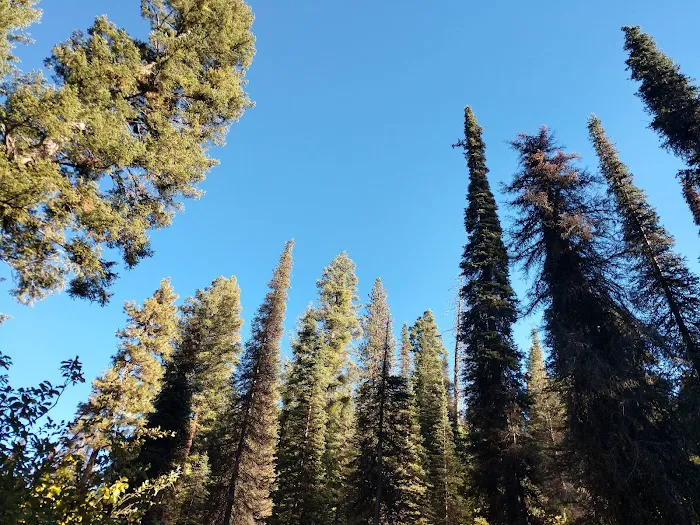 Hayfork Group Campground Picture 5