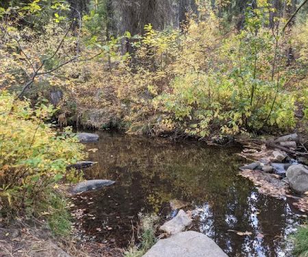 Hayfork Group Campground