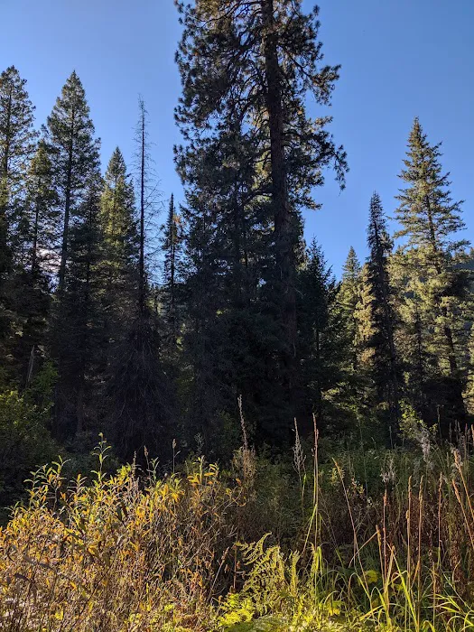 Hayfork Group Campground Picture 3