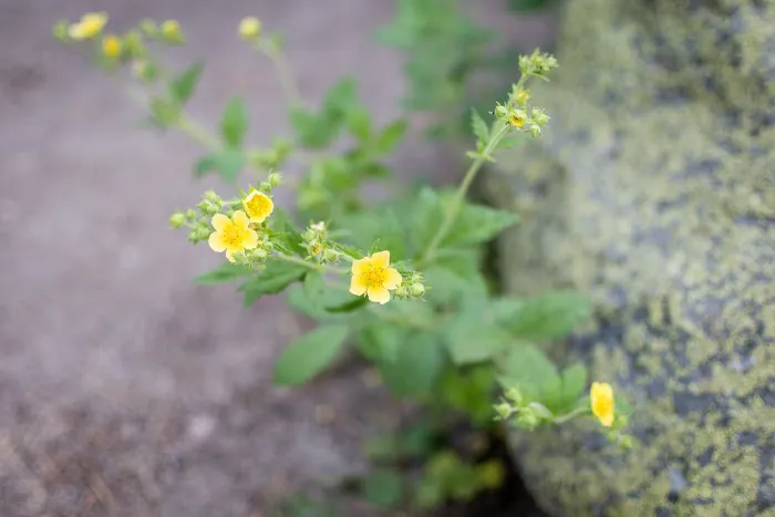 BAD BEAR CAMPGROUND Picture 1