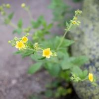 BAD BEAR CAMPGROUND ico