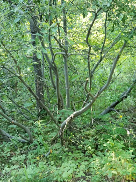 BAD BEAR CAMPGROUND Picture 9