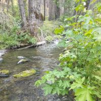 Basin Gulch Mid-fk Cottonwood Creek Cg-f ico