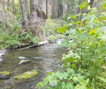 Basin Gulch Mid-fk Cottonwood Creek Cg-f