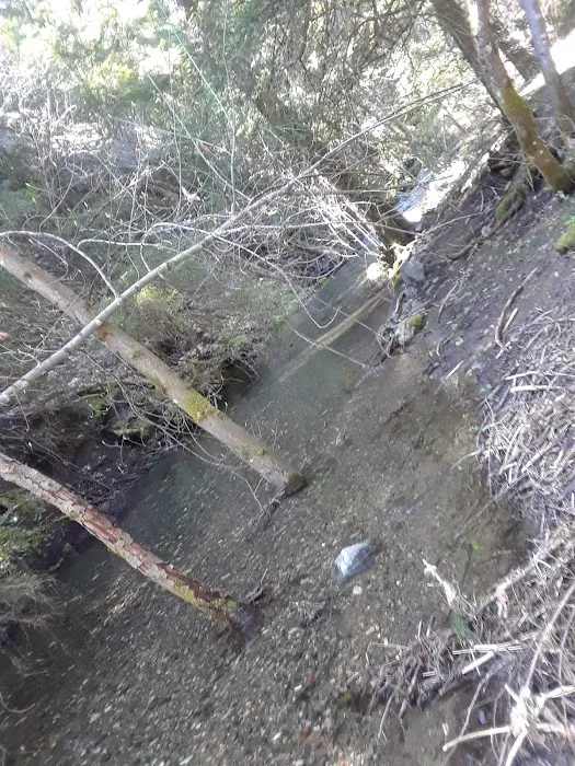 North Fork Beegum Creek Fcg Picture 6