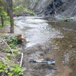 North Fork Beegum Creek Fcg