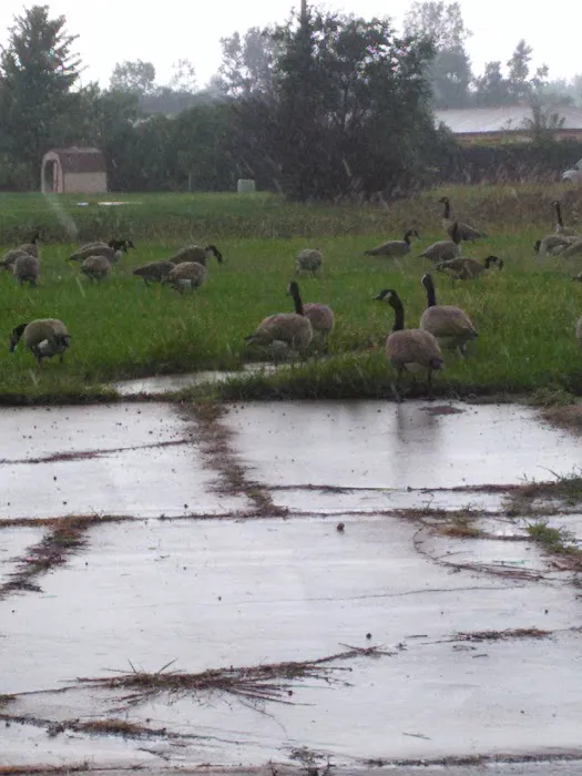 Windsor Farms Picture 1
