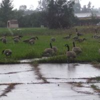 Windsor Farms ico
