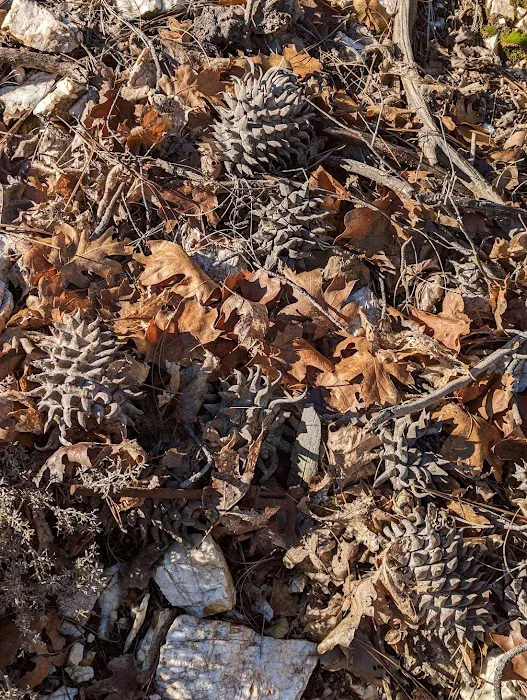 Walker Mine Campground Picture 1