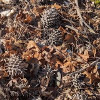 Walker Mine Campground ico