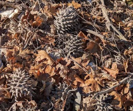 Walker Mine Campground