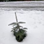 Mt. Lassen Camp (AG)