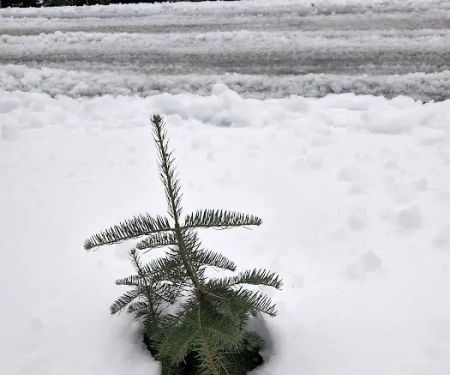 Mt. Lassen Camp (AG)
